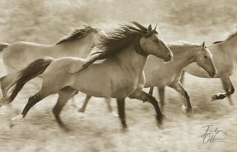 Herd of horses galloping through dust in sepia tones — equine photography by Emily Coffeen