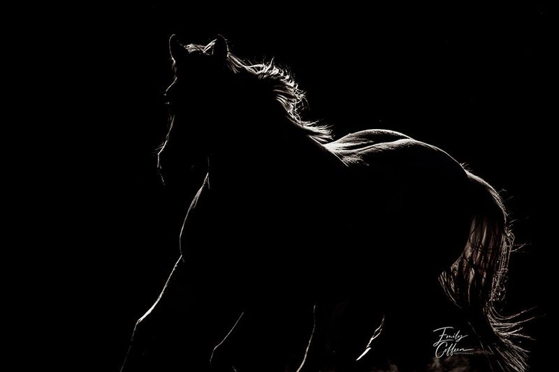 Silhouette of a horse rim-lit against a black background — equine photography by Emily Coffeen