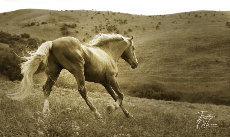 Palomino horse running across a golden hillside — equine photography by Emily Coffeen