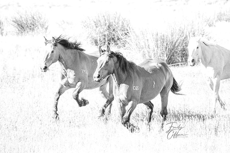 Horses running through a bright, high-key meadow — equine photography by Emily Coffeen