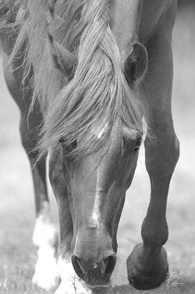 Black-and-white close-up of a horse walking toward the camera, head lowered — equine photography by Emily Coffeen