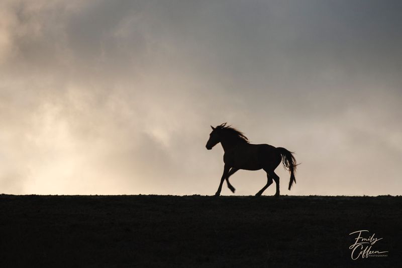 Silhouette of a single horse running along a ridge under a cloudy sky — equine photography by Emily Coffeen