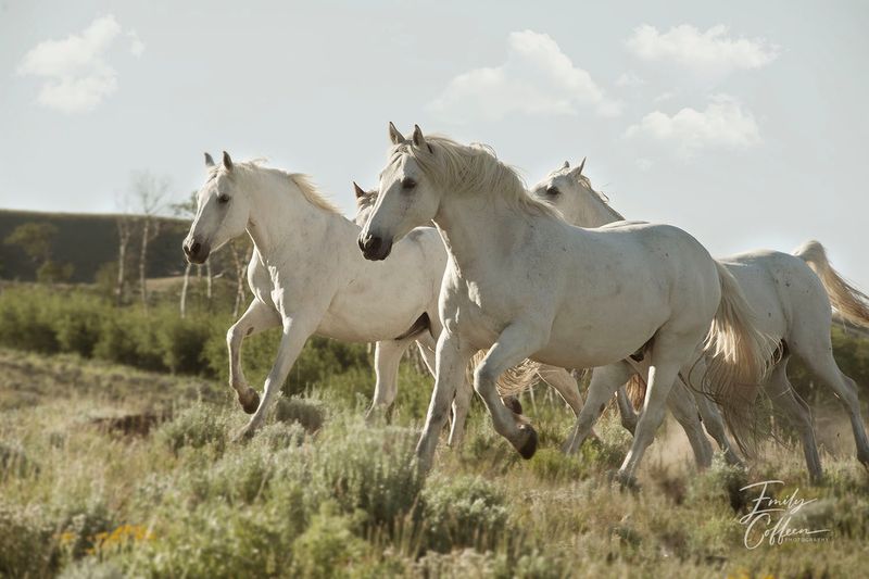 White horses galloping through sagebrush — equine photography by Emily Coffeen