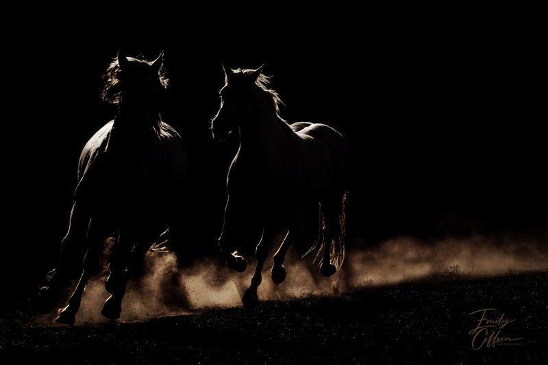 Two horses galloping out of the dark, backlit dust at their hooves — equine photography by Emily Coffeen