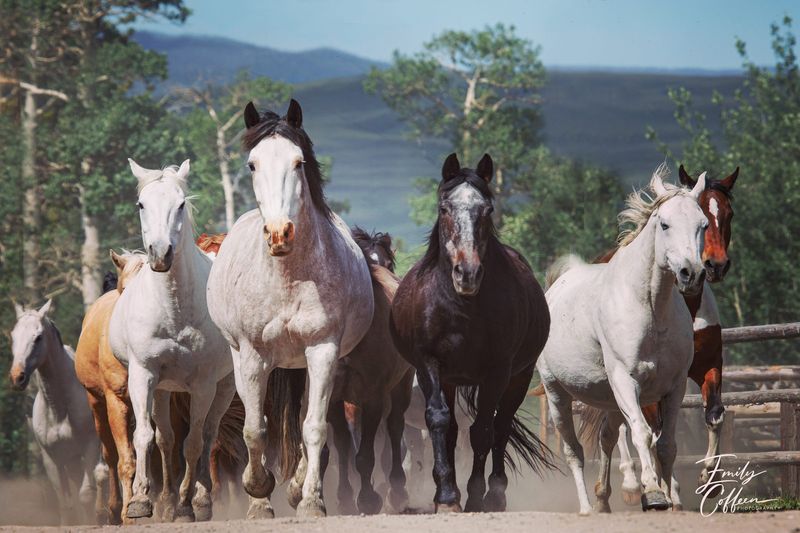 Herd of horses walking toward the camera with mountains and trees behind — equine photography by Emily Coffeen