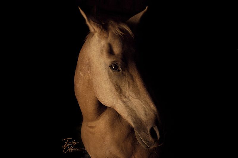 Portrait of a palomino horse emerging from a black background — equine photography by Emily Coffeen