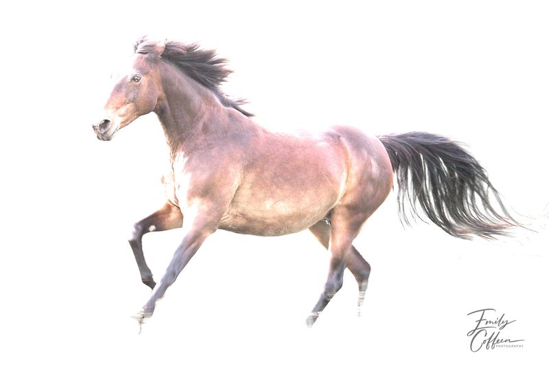 Roan horse cantering on a white background — equine photography by Emily Coffeen