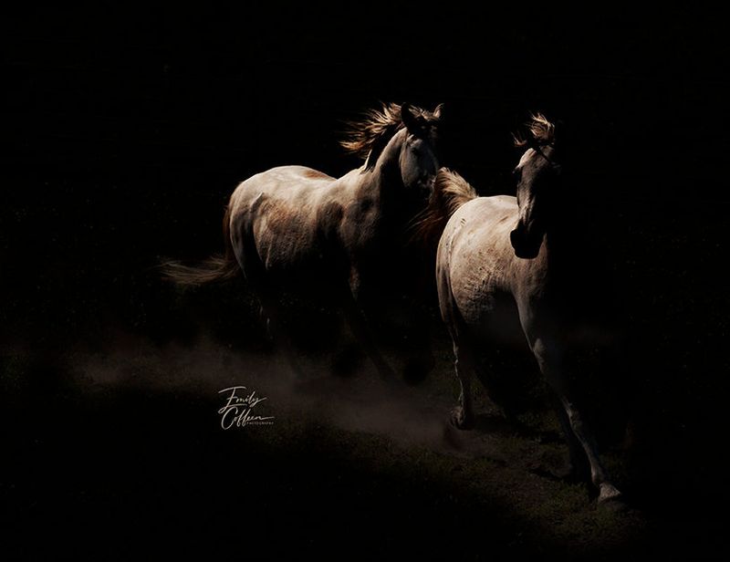 Two pale horses moving through dust in a dark setting — equine photography by Emily Coffeen