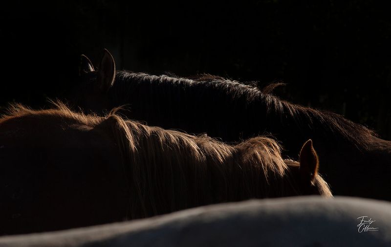Backlit manes of horses standing close together against a dark background — equine photography by Emily Coffeen