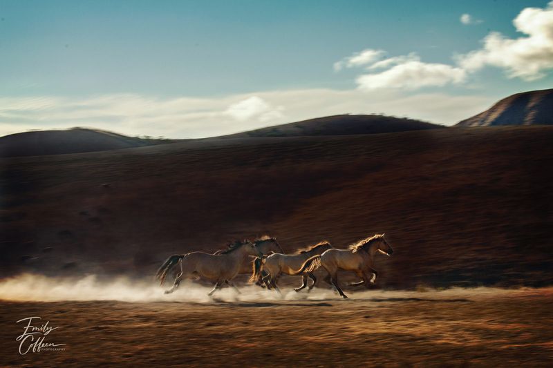 Horses running across a dusty valley below rolling hills and a blue sky — equine photography by Emily Coffeen