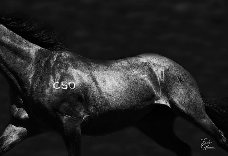 Dark dappled horse with a brand on its shoulder, lit from the side — equine photography by Emily Coffeen