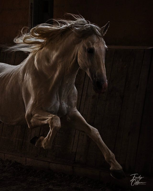 Gray horse with a flowing mane cantering in a dark barn, photographed by Emily Coffeen